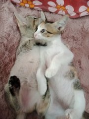 Ice And Rose - Domestic Short Hair Cat