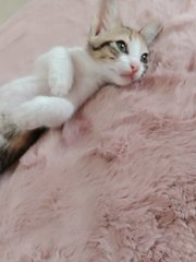 Ice And Rose - Domestic Short Hair Cat