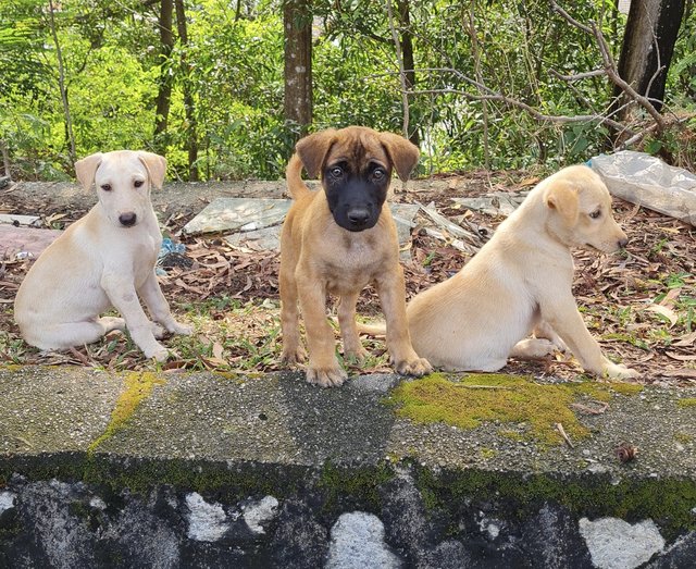 Four Cute Puppies  - Mixed Breed Dog