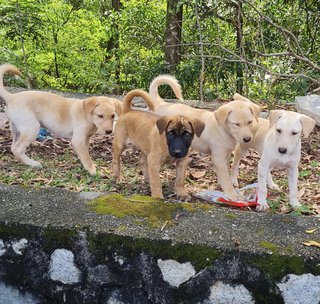 Four Cute Puppies  - Mixed Breed Dog