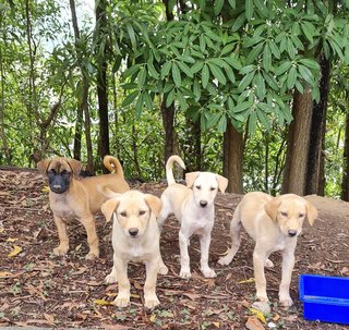 Four Cute Puppies  - Mixed Breed Dog