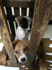 Patchy And Pengpeng - Mixed Breed Dog