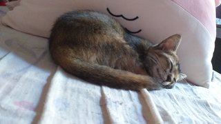 Anjella - Domestic Short Hair Cat