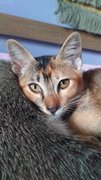 Anis - Domestic Short Hair Cat