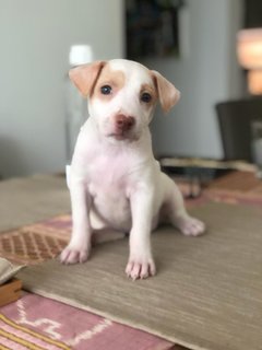 Splendid Snowy - Mixed Breed Dog