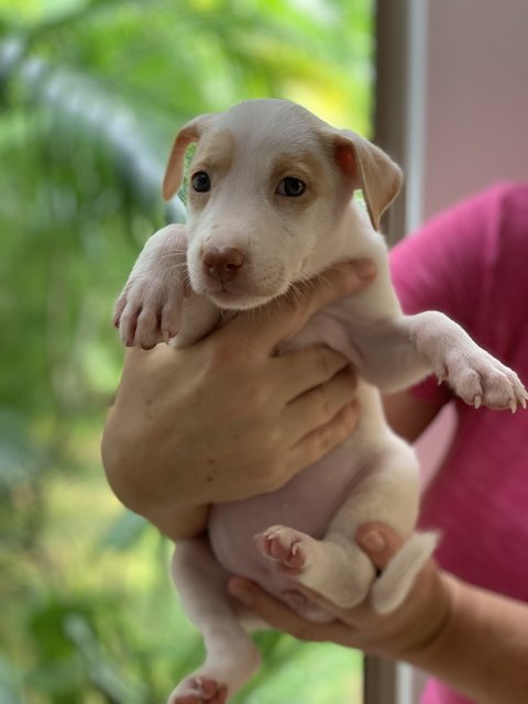 Splendid Snowy - Mixed Breed Dog