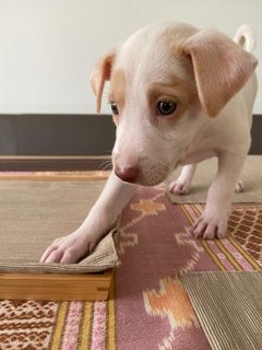 Splendid Snowy - Mixed Breed Dog