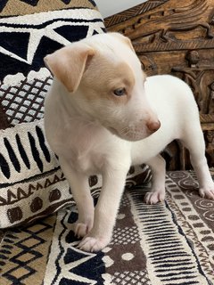 Splendid Snowy - Mixed Breed Dog