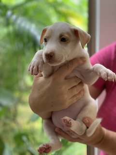 Splendid Snowy - Mixed Breed Dog