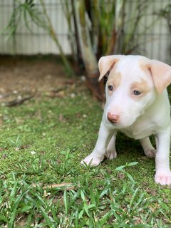 Splendid Snowy - Mixed Breed Dog