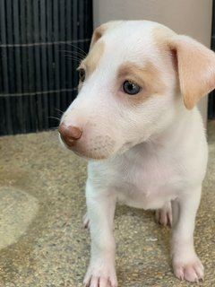 Splendid Snowy - Mixed Breed Dog