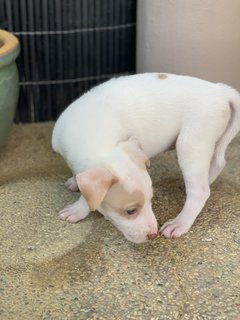 Splendid Snowy - Mixed Breed Dog