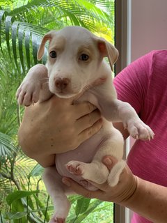 Splendid Snowy - Mixed Breed Dog