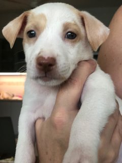 Splendid Snowy - Mixed Breed Dog