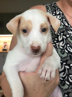 Splendid Snowy - Mixed Breed Dog