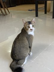 Pikachu - Domestic Short Hair Cat