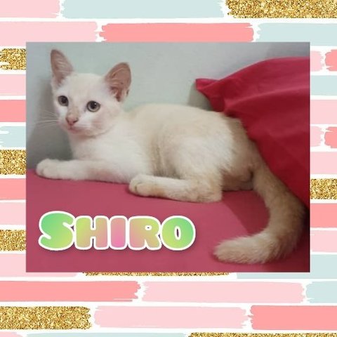 Shiro - Domestic Short Hair Cat