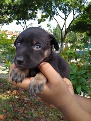 Blondie Girl - Mixed Breed Dog