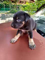 Blondie Girl - Mixed Breed Dog