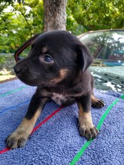 Blondie Girl - Mixed Breed Dog