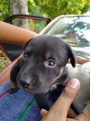 Blondie Girl - Mixed Breed Dog