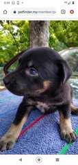 Blondie Girl - Mixed Breed Dog