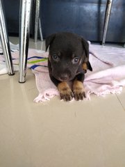 Blondie Girl - Mixed Breed Dog