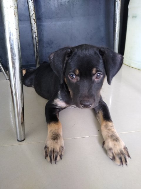 Blondie Girl - Mixed Breed Dog