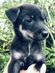 Akemi - Australian Kelpie Dog