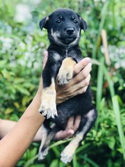 Akemi - Australian Kelpie Dog