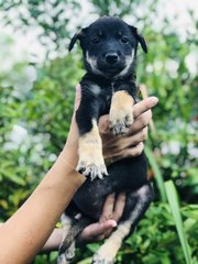 Akemi - Australian Kelpie Dog