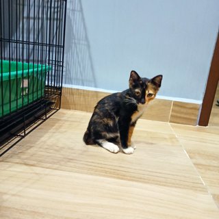 Lois - Tortoiseshell Cat