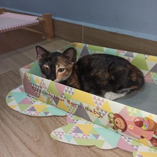 Lois - Tortoiseshell Cat