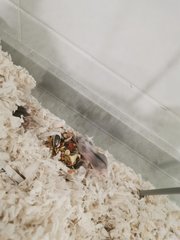 PF105940 - Short Dwarf Hamster Hamster