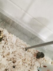 PF105940 - Short Dwarf Hamster Hamster