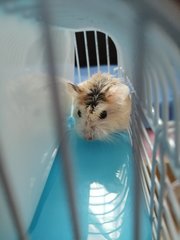 Muci - Roborovsky's Hamster Hamster