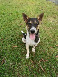 Latte. Sweating out after long run at her playground.