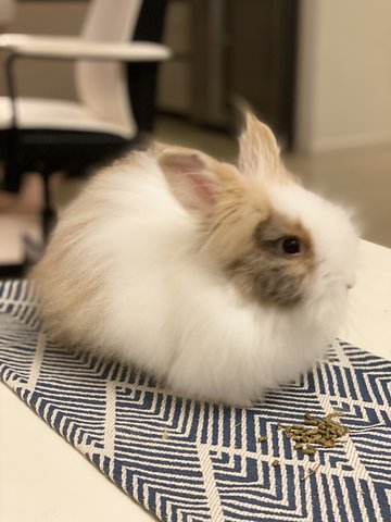 Binky &amp; Tiger - Angora Rabbit + Dwarf Rabbit