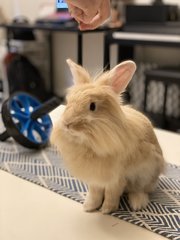 Binky &amp; Tiger - Angora Rabbit + Dwarf Rabbit