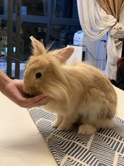 Binky &amp; Tiger - Angora Rabbit + Dwarf Rabbit