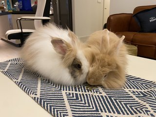 Binky &amp; Tiger - Angora Rabbit + Dwarf Rabbit