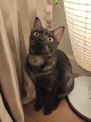 Jacklin - Domestic Short Hair Cat