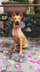 Blossom - Mixed Breed Dog