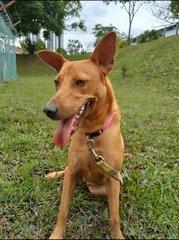 Blossom - Mixed Breed Dog