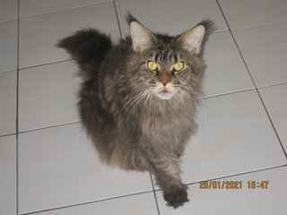 Taufe - Maine Coon Cat