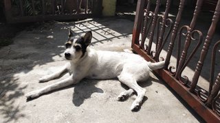 Hansika - Mixed Breed Dog