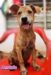 Amanda - Patterdale Terrier (Fell Terrier) Mix Dog