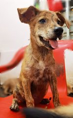 Amanda - Patterdale Terrier (Fell Terrier) Mix Dog