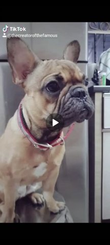 Coco - French Bulldog Dog