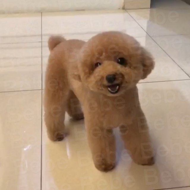 Bebe - Poodle Dog